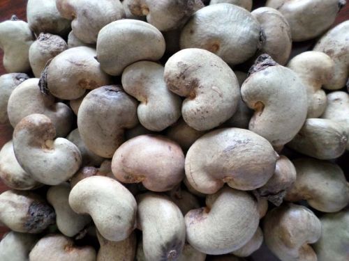 Common Sun Dry Raw Cashew Nuts, Packaging Type : 80 Kgs Jute Bag