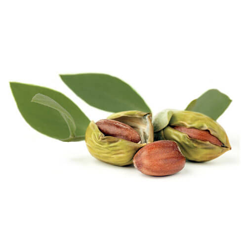 Jojoba Nuts Oil, Packaging Type : Glass Bottels, Plastic Bottels