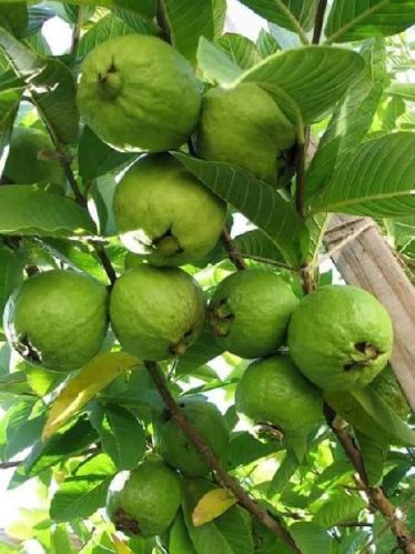 Guava Plant, Variety : Psidium Guajava for Garden