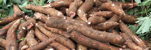 Fresh Cassava