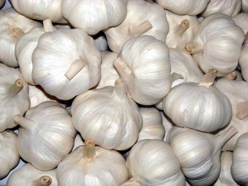 Fresh garlic, Application : Snacks, Fast Food, Cooking