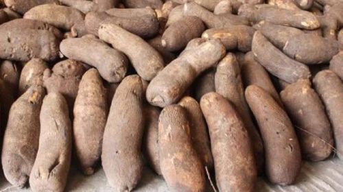 Fresh Yam