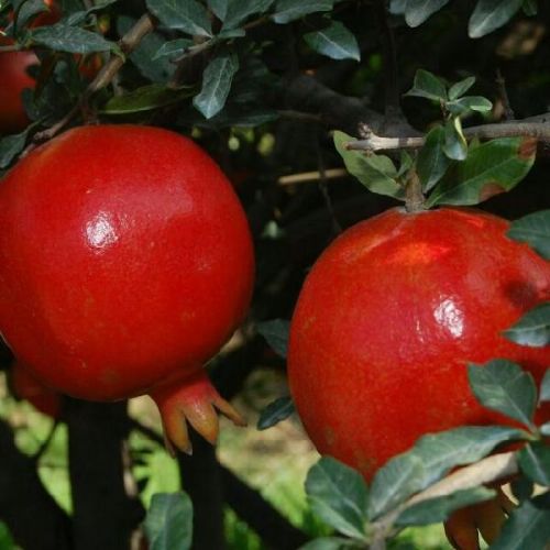 Fresh Pomegranates, For Making Juice, Making Syrups.