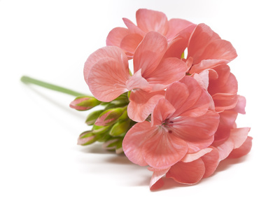 Liquid Flowers Geranium Oil, For Diffusion, Massage., Purity : 100 %