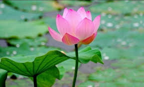 Lotus Oil, For Massage, Medicine, Shelf Life : 2 Years