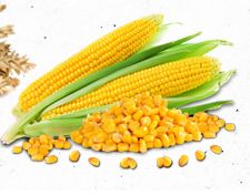 GMO Yellow Maize, For Animal Food, Cattle Feed, Human Food, Style : Dried, Fresh, Frozen, Preserved