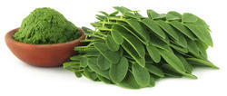 Vasundhara Herbs Moringa Leaf, Grade : Organic/Normal