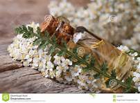Yarrow Oil