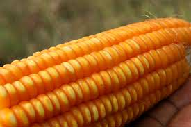 Yellow maize, Shelf Life : 6-12 Months