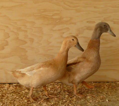 White Pekin Duckling