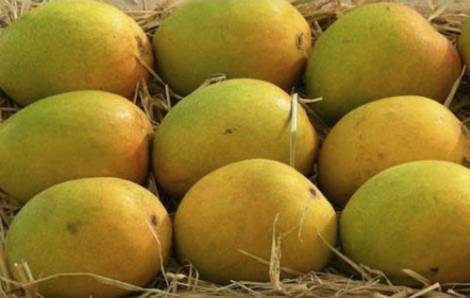 Alphonso mangoes