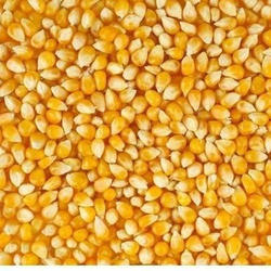 Organic Yellow Maize, For Animal Food, Human Food