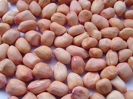 Groundnut, Varieties : Bold