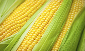 Yellow Maize