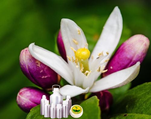 Neroli Oil