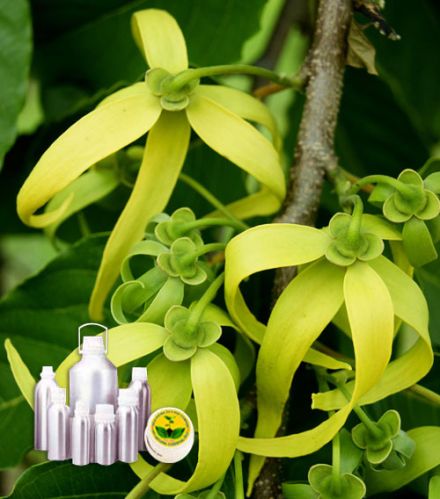 Ylang Ylang Oil