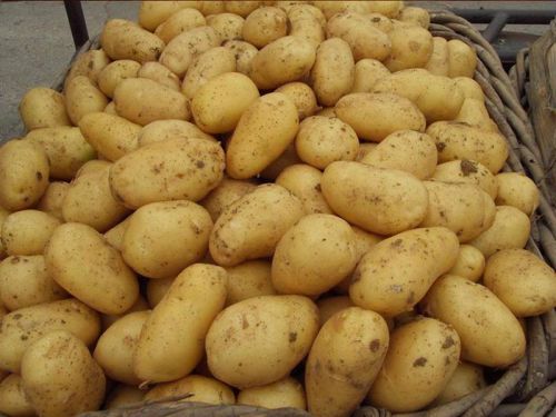 Potatoes, Packaging Type : Red or Yellow
