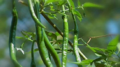 Fresh Green Chilli