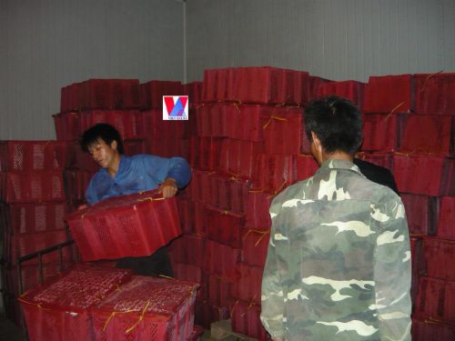 Fresh Red Chilli Oridin Vietnam