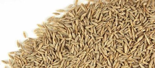 Organic Cumin Seeds