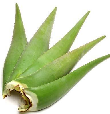 Organic Aloe Vera Leaves