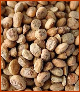 Common Chironji Seeds, For Cooking, Medicinal, Purity : 98%