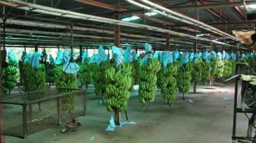 Cavendish Bananas