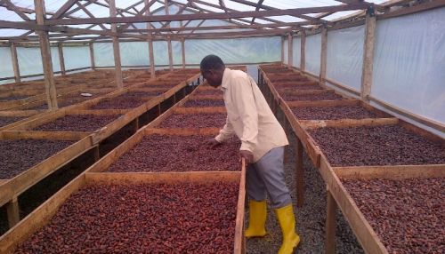Cocoa Roasted Beans, Certification : SGS
