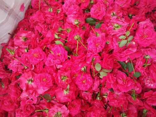 Fresh Light Pink Button Rose Flowers, For Decorative, Garlands, Vase Displays, Wreaths