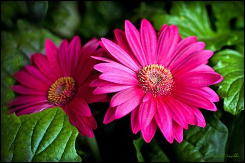 Fresh Pink Gerbera Flowers, For Decorative, Garlands, Vase Displays, Wreaths