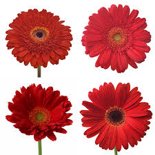 Fresh Red Gerbera Flowers, For Decorative, Garlands, Vase Displays, Wreaths