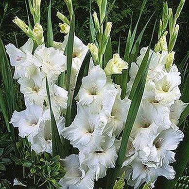 Fresh White Gladiolus Flowers, For Decorative, Garlands, Vase Displays, Wreaths