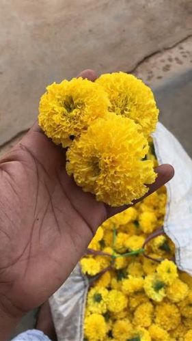 Natural Fresh Yellow Marigold Flowers, Style : Natural