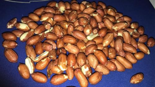 Peanut Kernel, For Oil Manufacture, Grade : 40/50 Counts Per Ounce