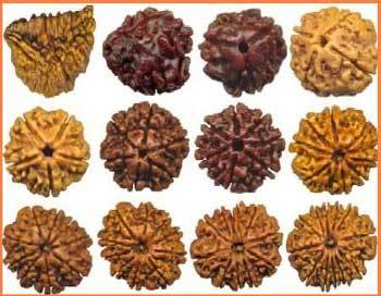 Rudraksha