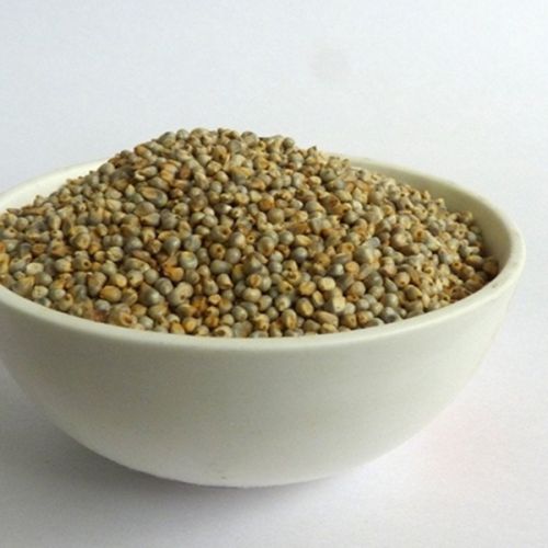 Pearl Millet