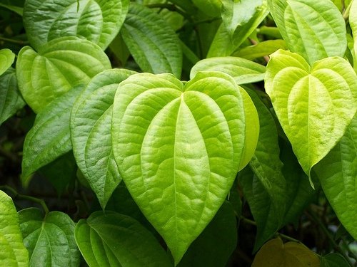 Fresh Betel Leaves