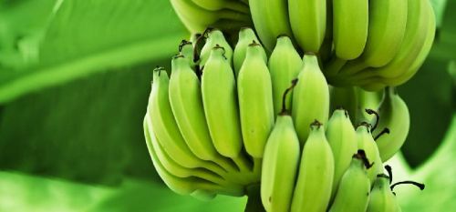 Fresh Green Banana