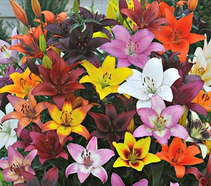 Asiatic Lilium Flower, Features : Fresh, Attractive, Affordable Price