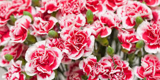 Fresh Carnation Flowers