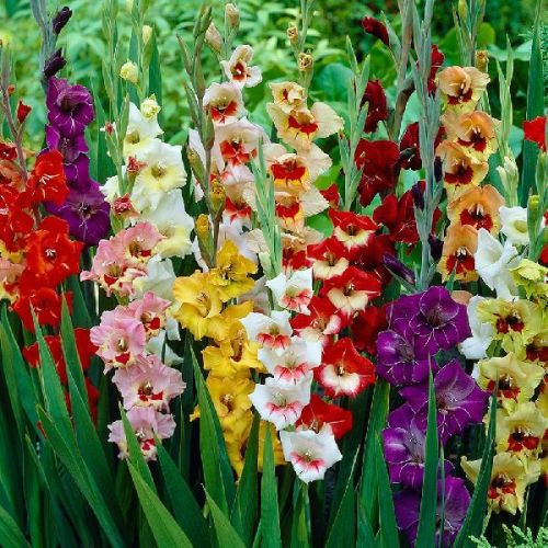 Fresh Gladiolus Flowers