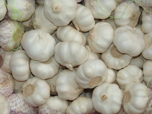 High Quality Fresh Garlic