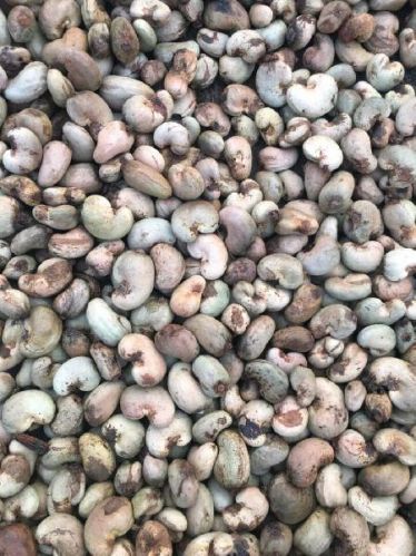 Cashew nuts, Taste : Light Sweet