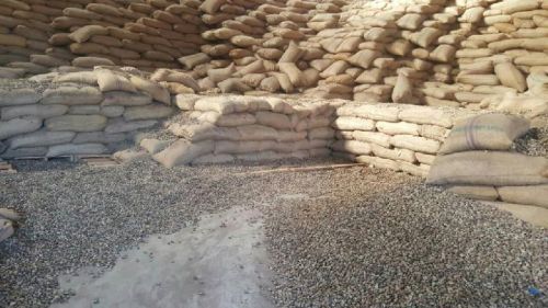 Not processed by hands Raw Cashew Nuts