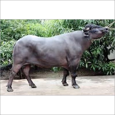 Black Murrah Buffalo