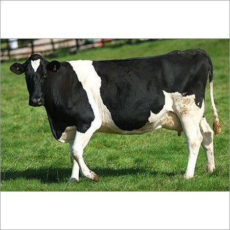 Holstein Friesian Cattle