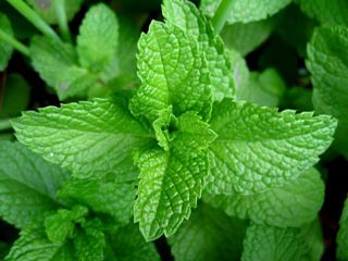 Tulsi Leaves