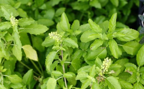 Tulsi Plant