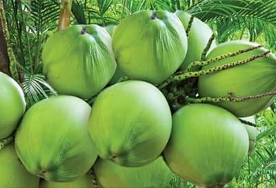 Tender Coconut