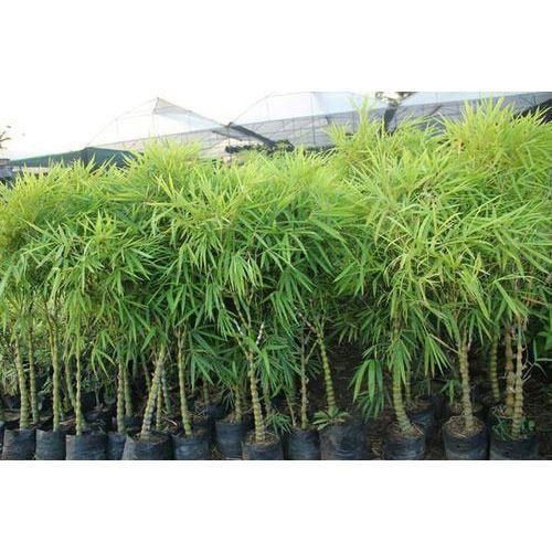 Bamboo Palm Plant